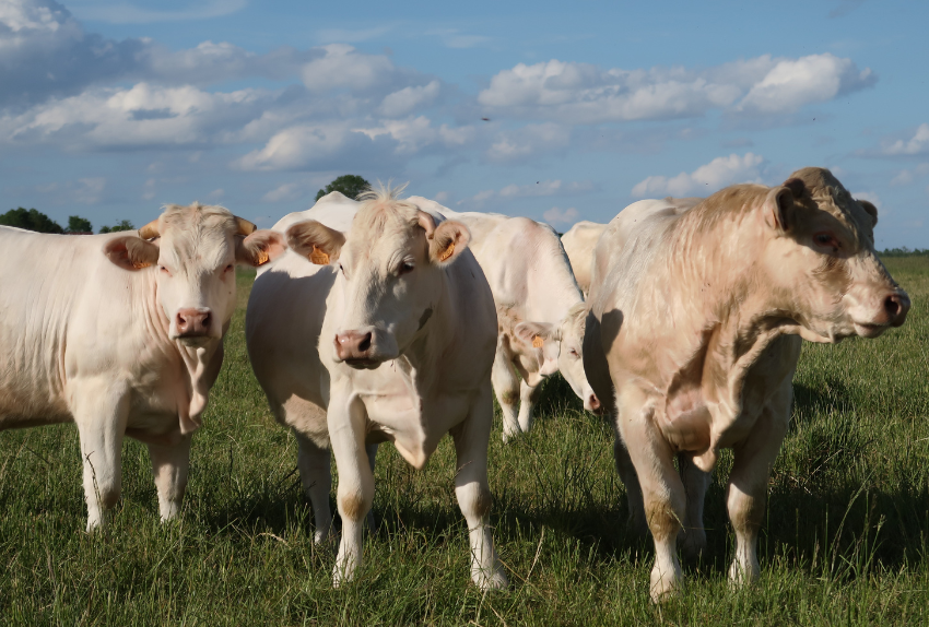 bovins viande