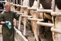 solutions informatiques agricoles bovins