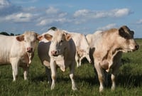 solutions-informatiques-agricoles-bovins-viande