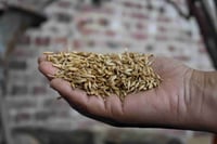 solutions-informatiques-coopérative-negoce-cereales