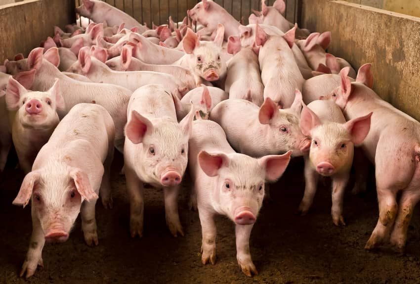 solutions-informatiques-cooperative-porc