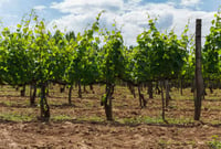 solutions-informatique-viticulture