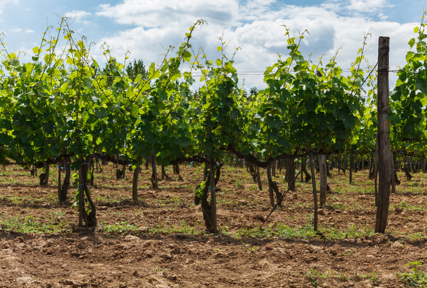 viticulture